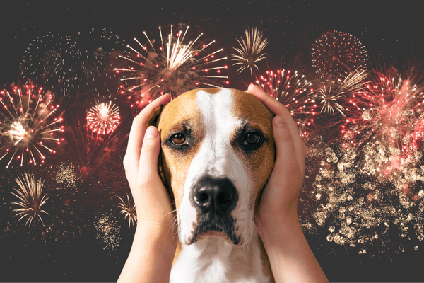 Ako zvládnuť Silvester so psom - keď sa pes bojí ohňostrojov