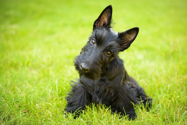 Škótsky teriér: Malý pán s bradou a vlastným názorom