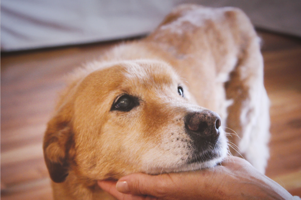 Ako sa rozlúčiť so psom? Dôstojne, láskyplne a bez bolesti