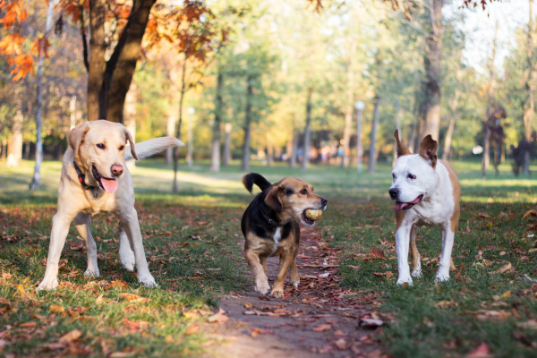 🐾 Stredné plemená psov: ideálna rovnováha povahy a veľkosti