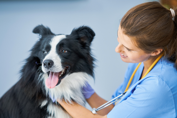 Splenektómia u psa: Ako sa postarať o psa po odstránení sleziny?