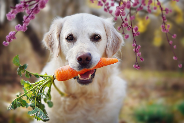 Zdravá strava = zdravý psík