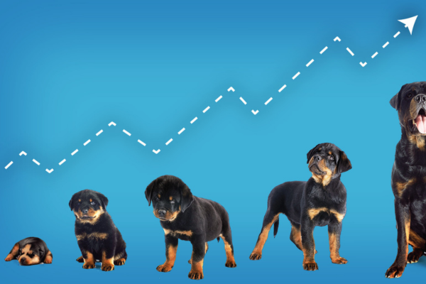 🐶 Puberta u psa – ako zvládnuť obdobie vzdoru a neposlušnosti?
