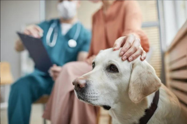 Bežné zdravotné problémy u psov: príznaky, liečba a prevencia