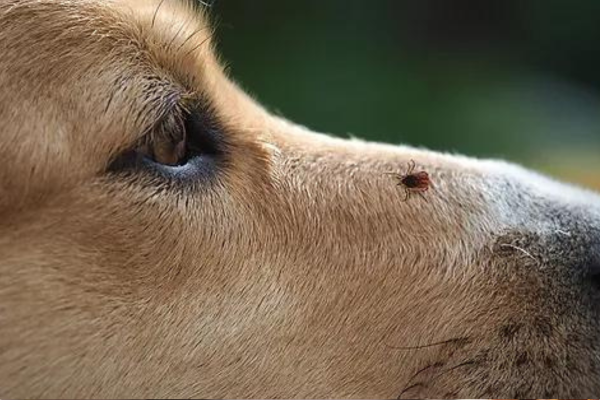 Parazity u psov: ako ich rozpoznať, liečiť a účinne im predchádzať