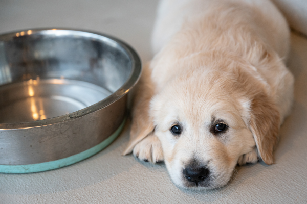 Zmena krmiva u psa: Ako sa vyhnúť tráviacim problémom
