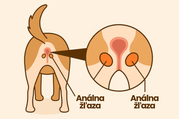 ako vytlačiť análne žľazy u psa