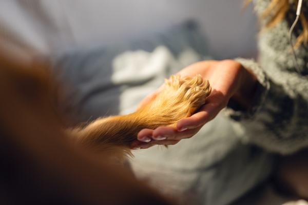 ako sa rozlúčiť so psom