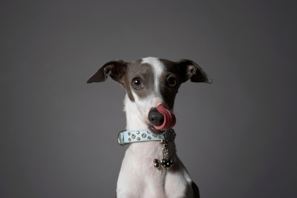 Whippet s vyplazeným jazykom
