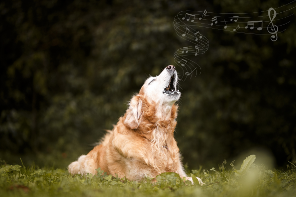 Ako odnaučiť psa štekať?