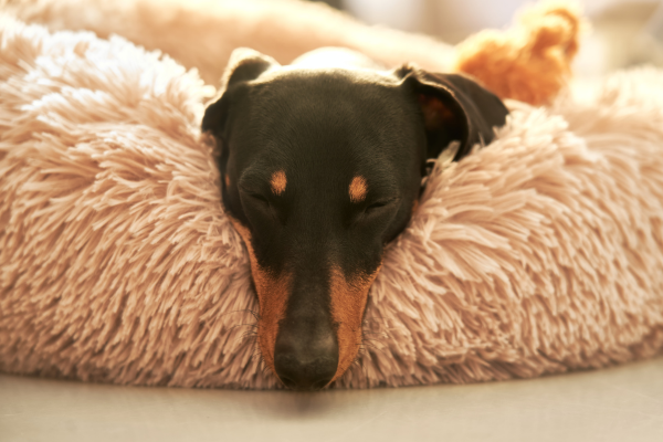 Doberman odpočíva vo svojom peliešku pre psa