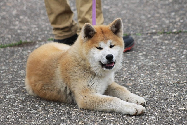 akita-panakei