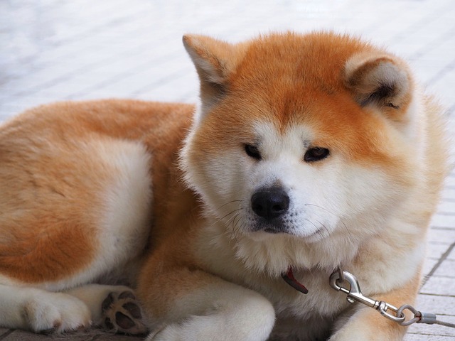 akita-panakei-3