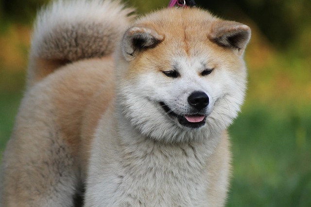akita-inu-panakei