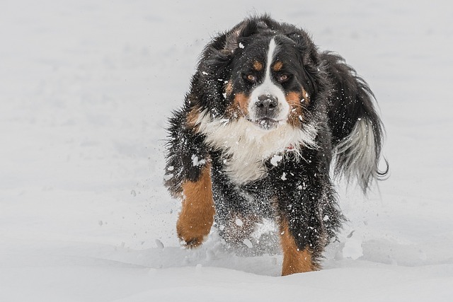 bernese-panakei-1