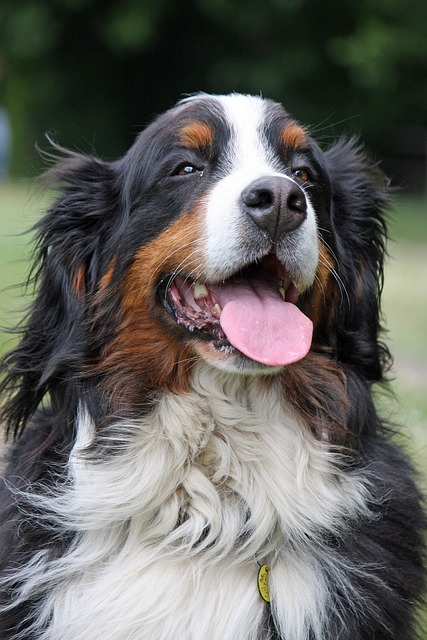 bernese-panakei-4