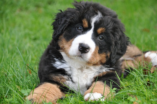 bernese-panakei-štěňě