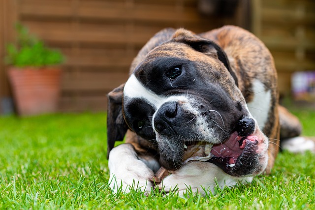 boxer-panakei-plemeno