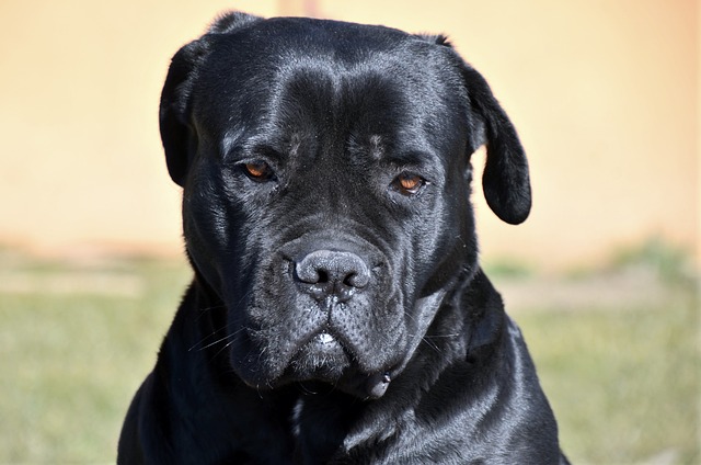 cane-corso-panakei-2