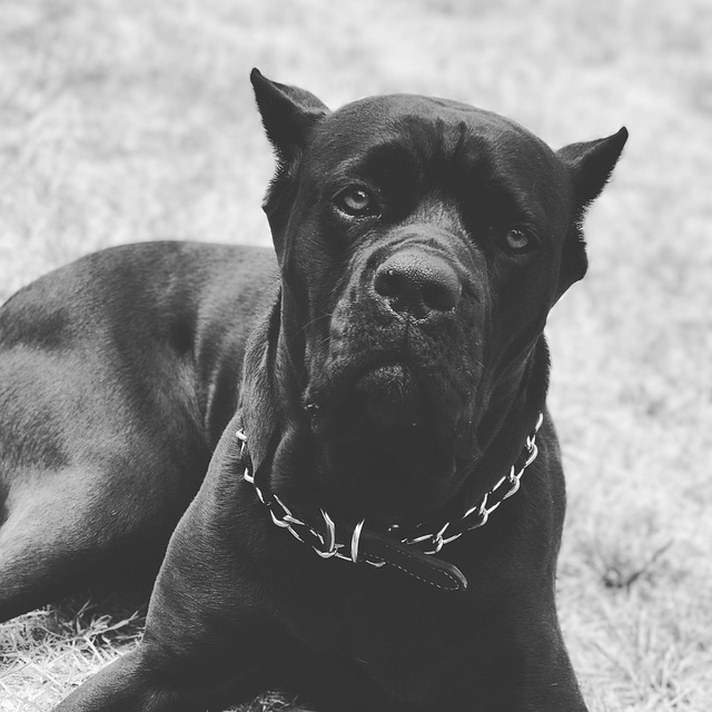 cane-corso-panakei