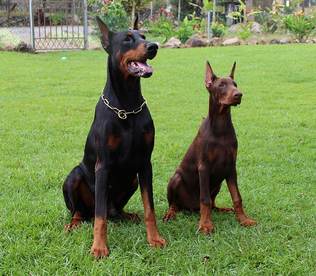 doberman-panakei-farby