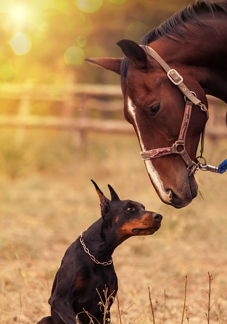 doberman-panakei-kon