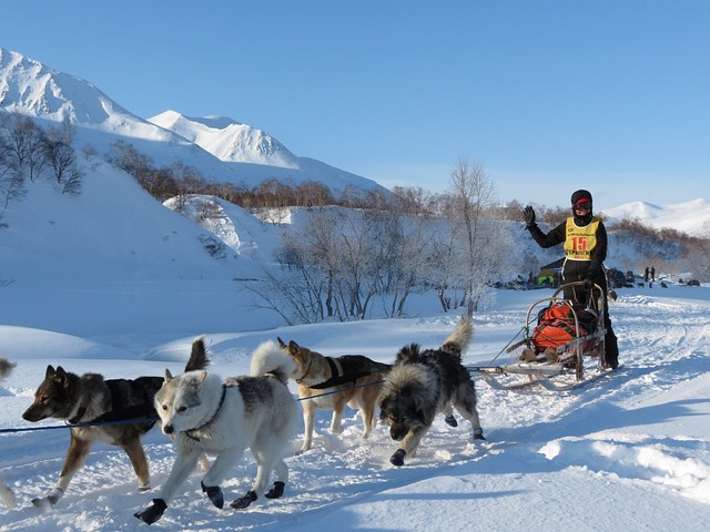 husky-panakei-plemeno