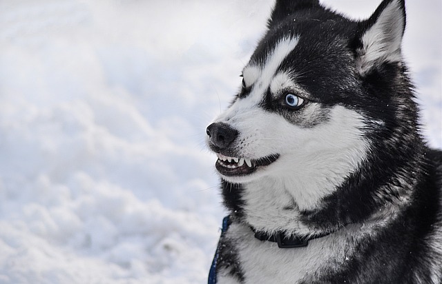 husky-panakei-pes
