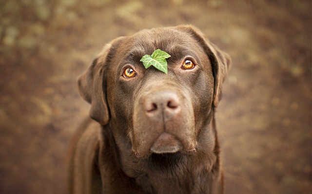 labrador-panakei1