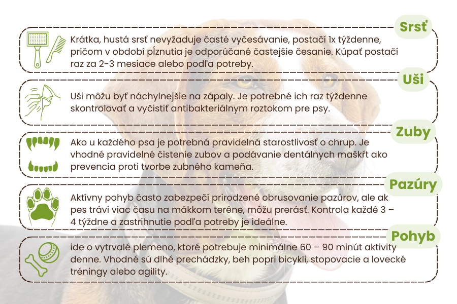 starostlivosť-o-fínskeho-duriča-panakei