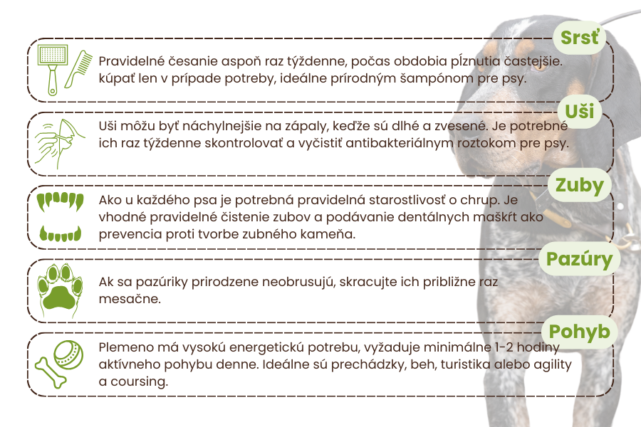 modroškvrnitý-medvedíkovitý-pes-panakei