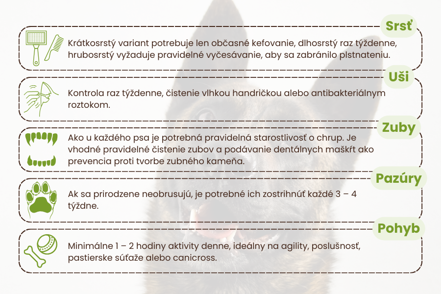 holandský-ovčiak-starostlivosť-o-plemeno-panakei
