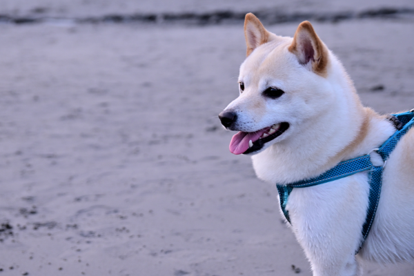 Hokkaido-Ken-Hokkaido-Inu-panakei