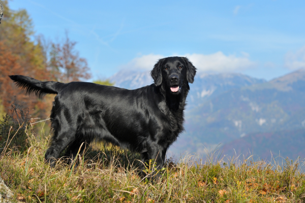 plochosrstý-retriever-panakei