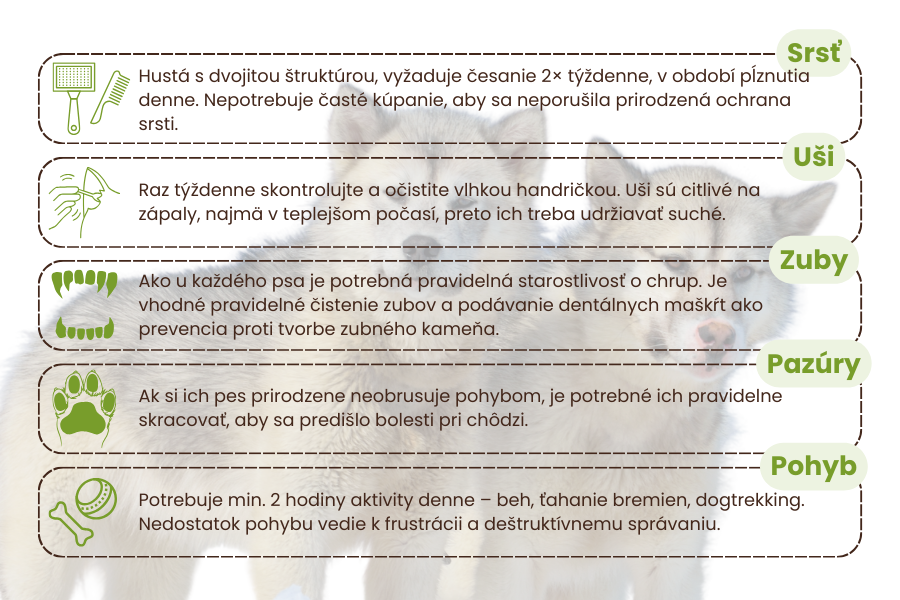 grónsky-pes-panakei