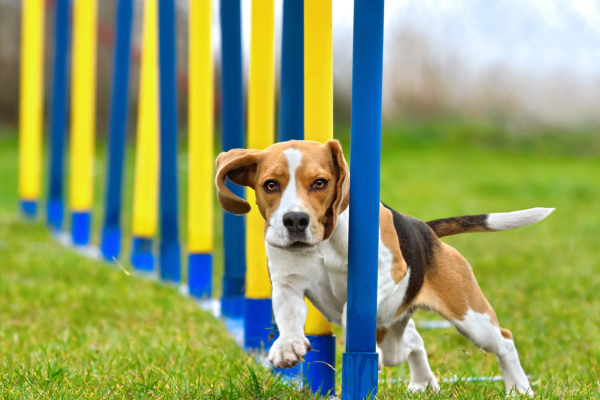 agility-šport-panakei