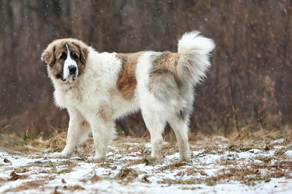 Pyrenejský-mastiff-panakei