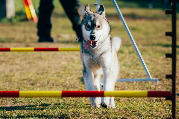 agility-husky-panakei