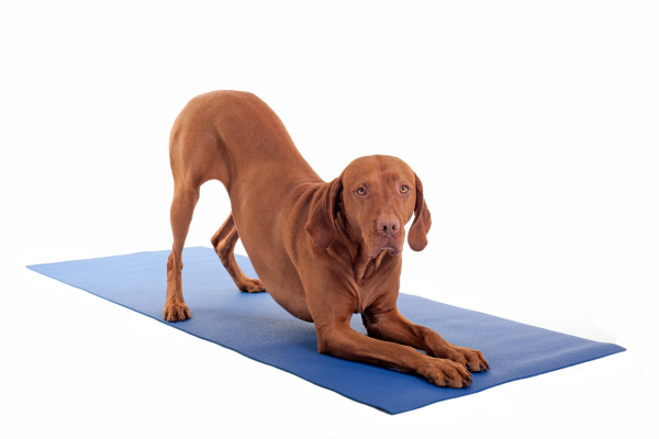 joga-so-psom-panakei