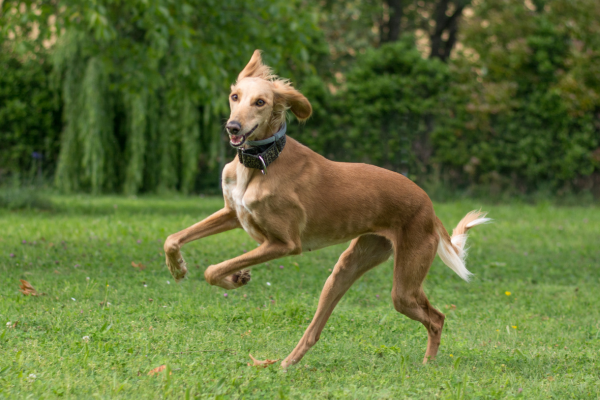 saluki-plemeno-panakei