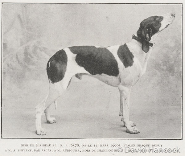 braque-dupuy-david-hancock-panakei