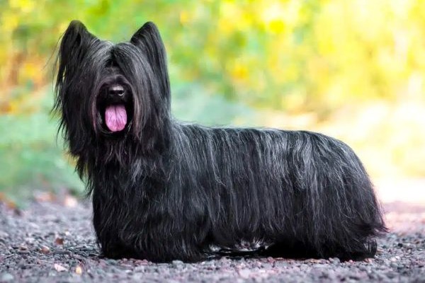skye-terrier-panakei
