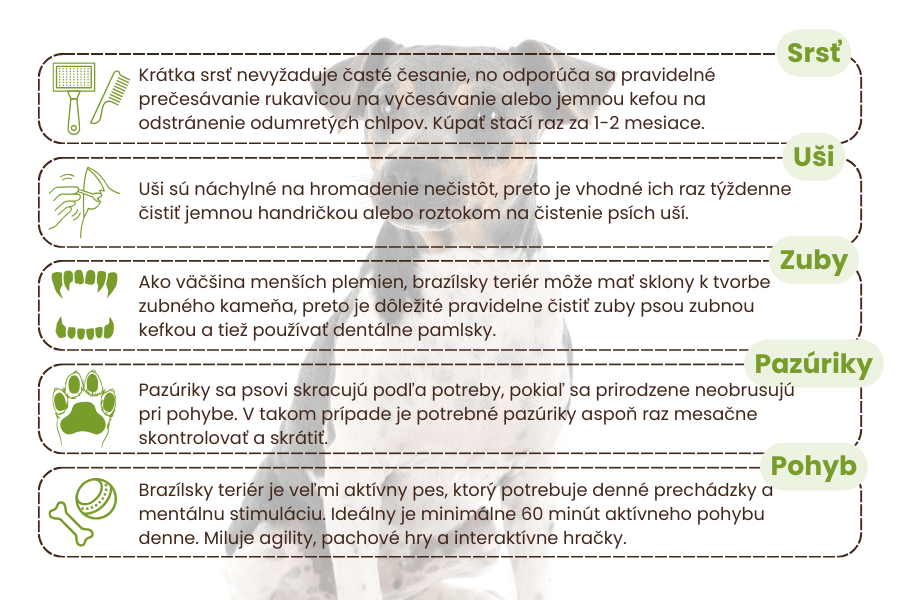 brazílsky-teriér-starostlivosť-panakei