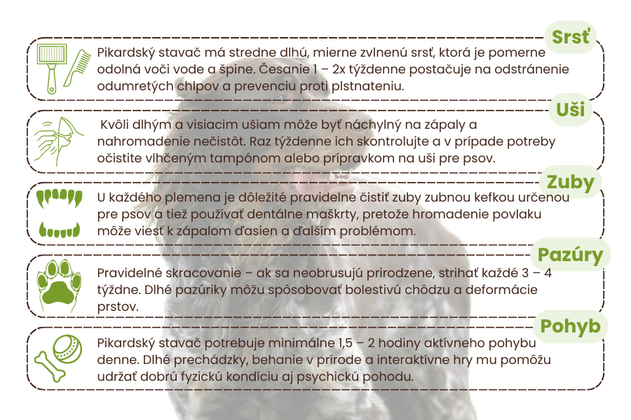 pikardský-španiel-stavač-pes-plemeno