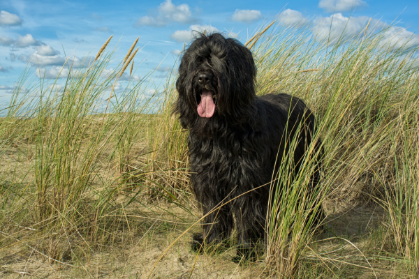 plemeno-briard-panakei