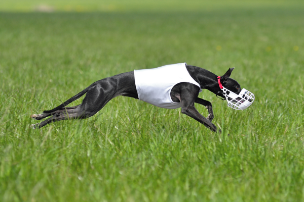 chrt-coursing-panakei