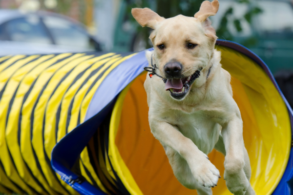 agility-prekážky-panakei