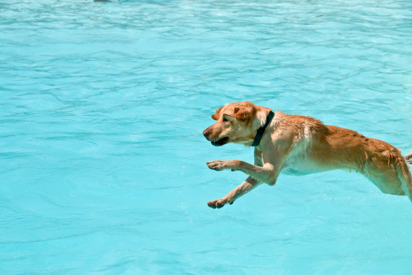 dog-dock-diving-panakei