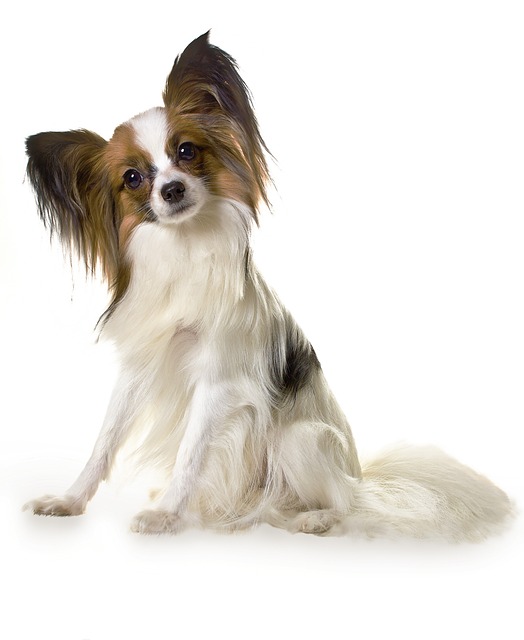 papillon-panakei