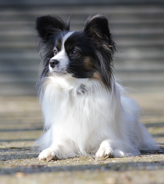 papillon-panakei